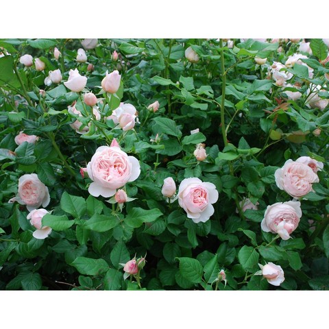 Chọn cành để giâm cần lấy từ cây mẹ có ít nhất 2 năm tuổi