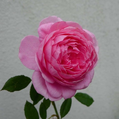 Hoa Hồng Huntington chăm sóc đúng kỹ thuật thường nở tươi và lâu tàn