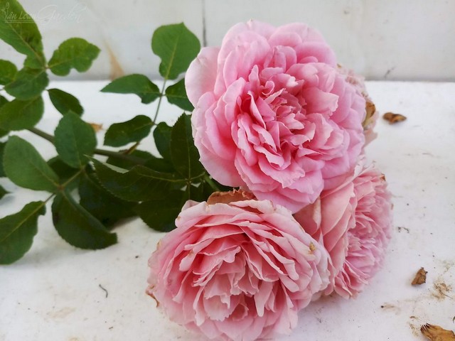 Beinvenue Rose ấn tượng với mùi hương ngọt ngào