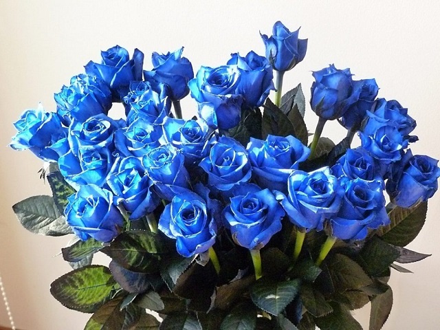Hoa hồng màu xanh dương sở hữu nét đẹp độc đáo, ấn tượng