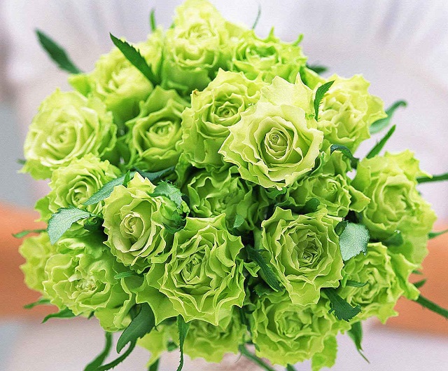 Hoa hồng xanh lá cây thường sẽ mọc thành chùm