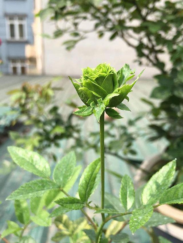 Hoa hồng được tạo ra màu xanh lá cây bằng phương pháp biến đổi gen