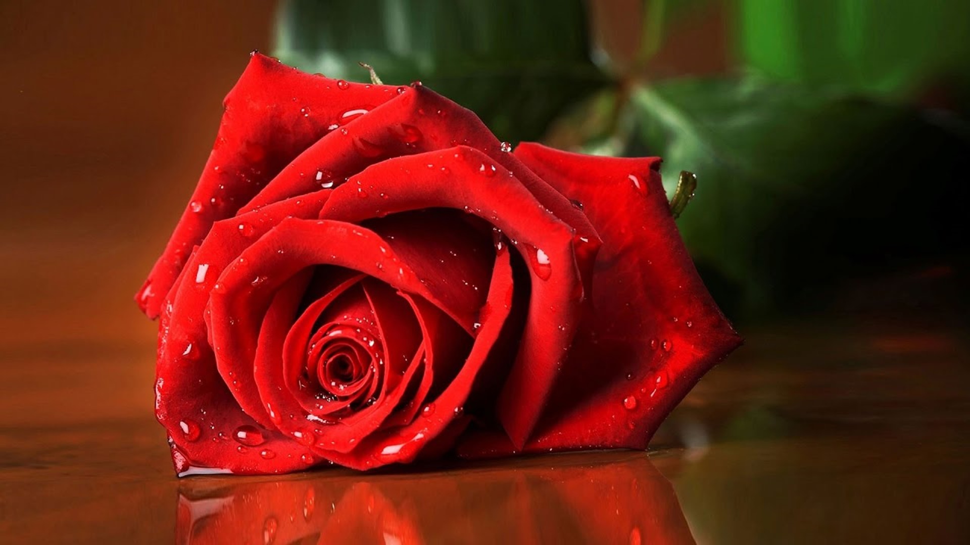 trồng hoa trong chậu