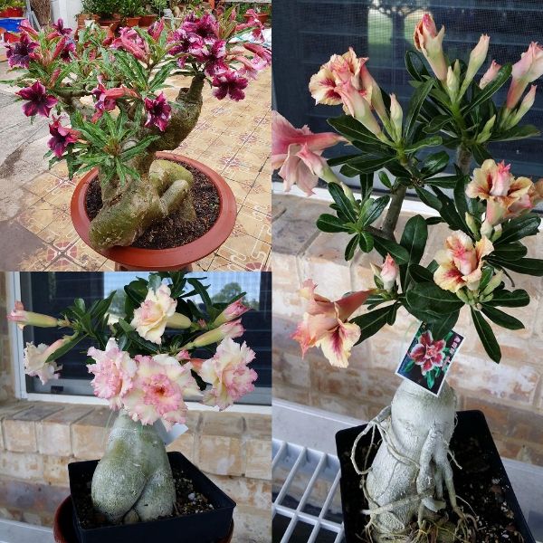 Cách làm cây sứ ra hoa