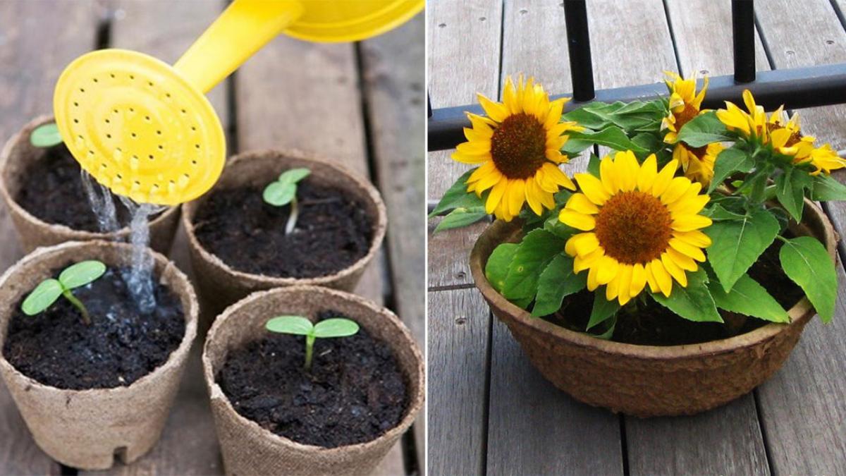 trồng hoa hướng dương