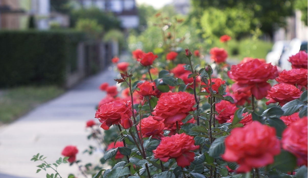 các loài hoa hồng