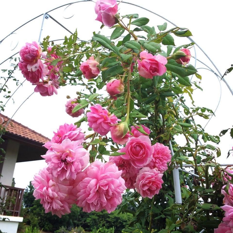 các loài hoa hồng