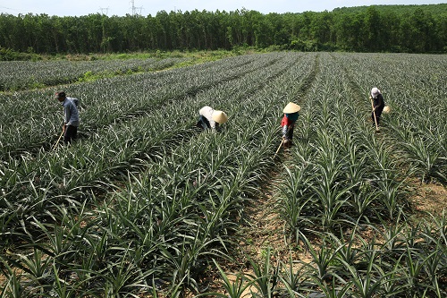 Đất phèn cũng có thể làm giàu