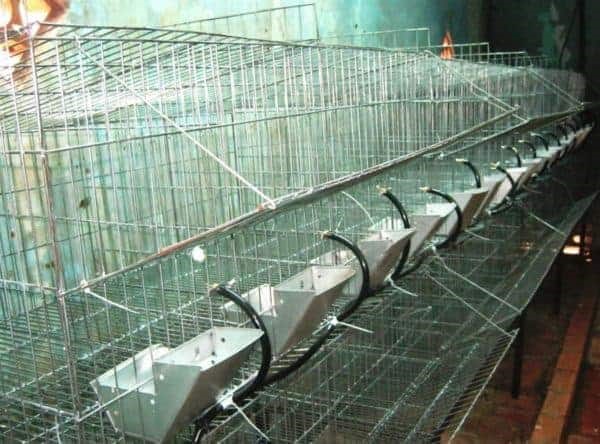 Nuôi thỏ tiết kiệm diện tích kinh doanh thỏ thịt hiệu quả