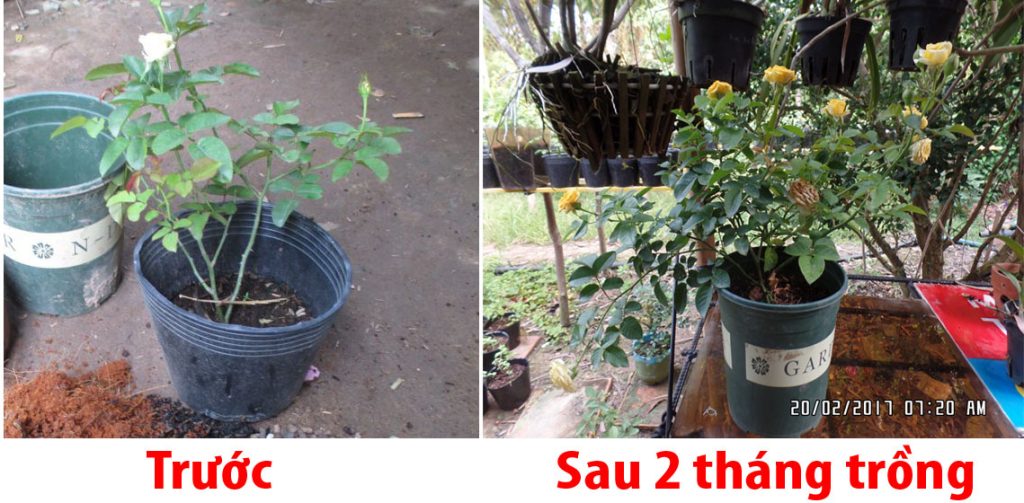 kết quả sau 2 tháng dùng than tổ ong để trồng hoa hồng