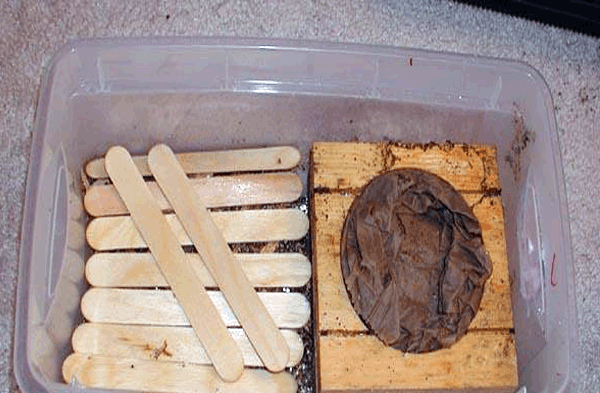 Thức ăn trong mô hình nuôi mối