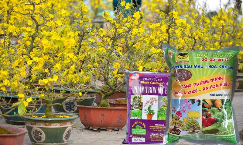 Bón phân cho hoa mai