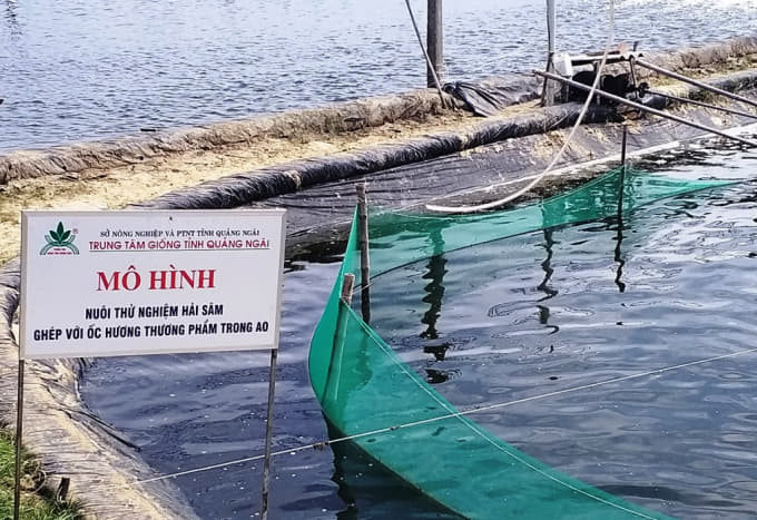 mô hình nuôi ốc hương kết hợp hải sâm cho thấy được hiệu quả cao.