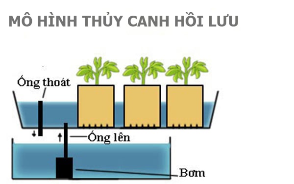 Mô hìn trồng rau thủy canh hồi lưu