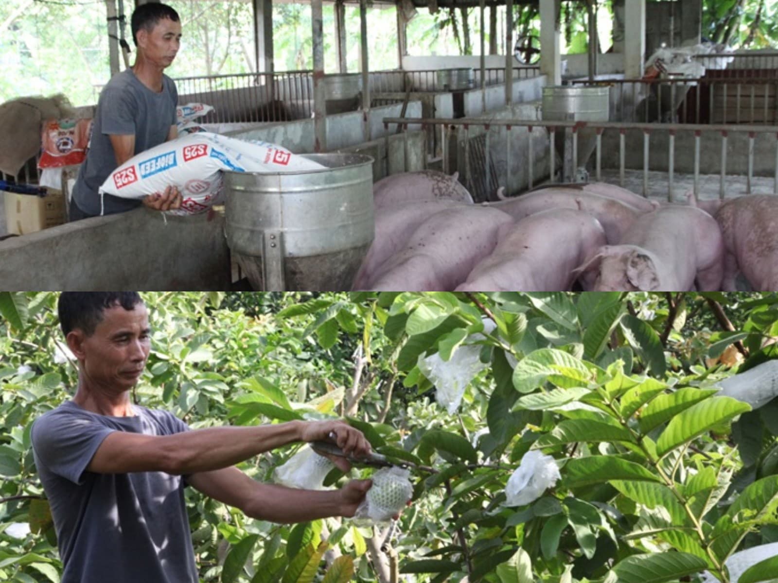 mô hình trang trại tổng hợp như thế nào