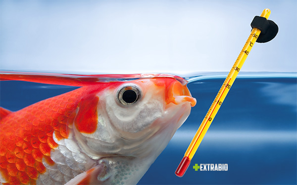 Cần lưu ý nhiệt độ khi nuôi cá cảnh