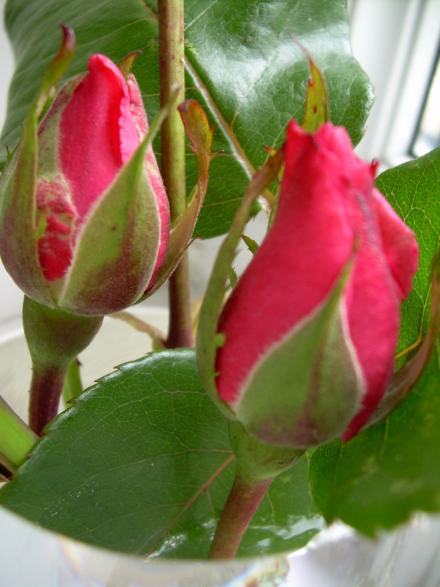 Hoa hồng được mệnh danh là hoa nữ hoàng với nhiều màu sắc xinh đẹp