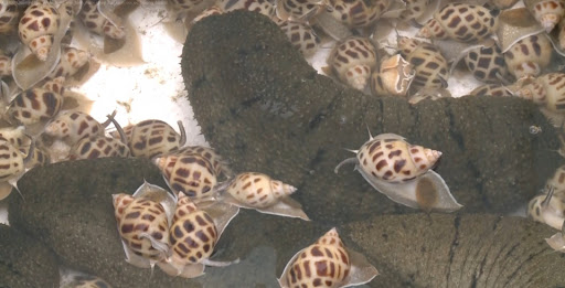 Tại sao lại nuôi ốc hương cùng với hải sâm? 