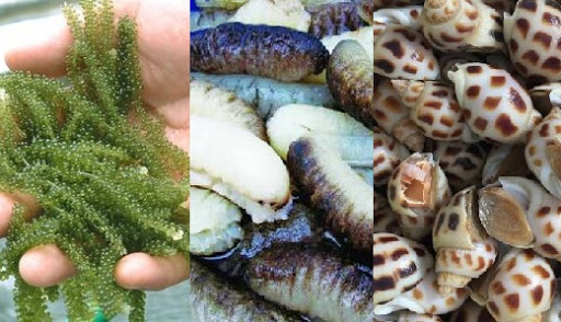 Nuôi ốc hương kết hợp với hải sâm, rong biển
