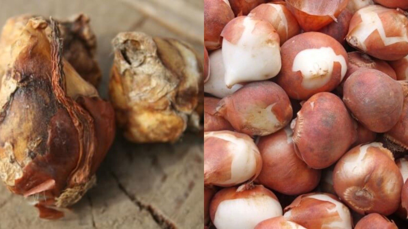 cách chọn củ giống