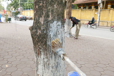 chăm sóc cây hải đường nhớ quét vôi