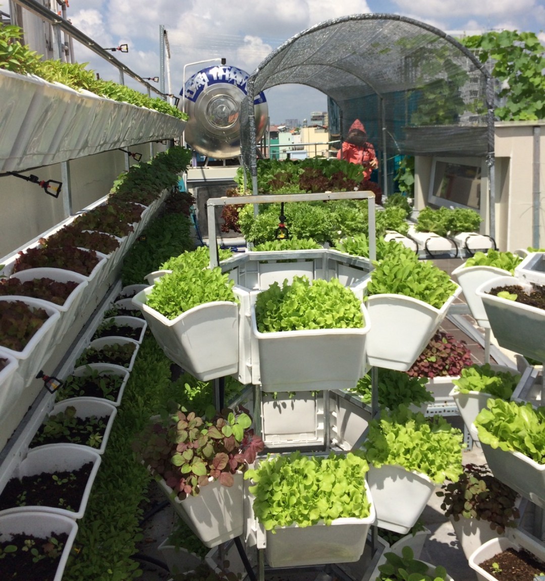 Trồng rau trong thùng xốp