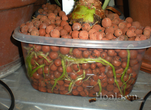 rễ cây khi trồng trên sỏi