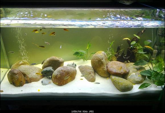 Sỏi làm nền cho bể cá