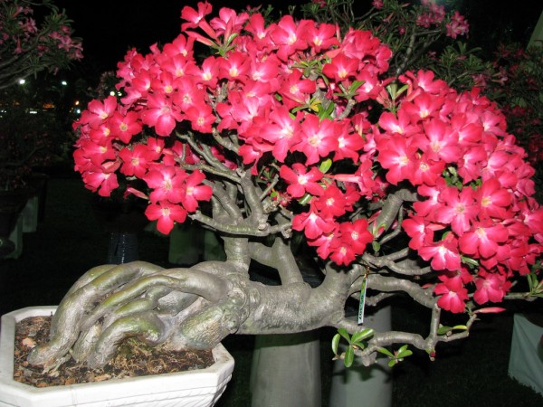 Cây hoa sứ đẹp