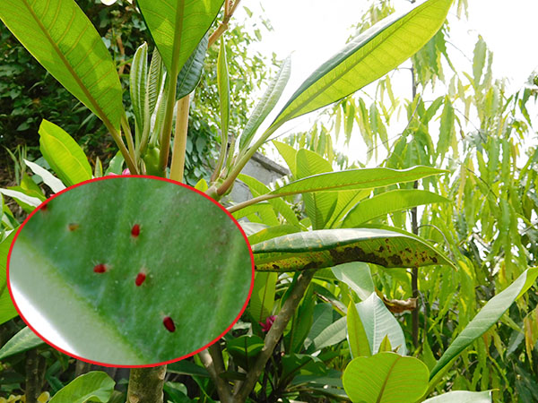 Bệnh trên cây sứ