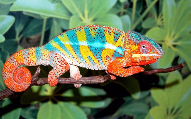 Nuôi tắc kè rất thú vị vì chúng nhiều màu sắc