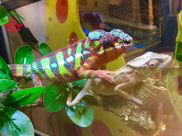 Kỹ thuât nuôi tắc kè không khó như bạn nghĩ