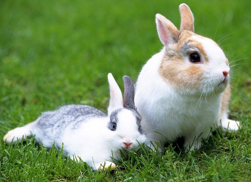 Kinh doanh thỏ thịt hiệu quả