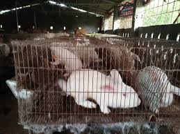 Trang trại nuôi thỏ 
