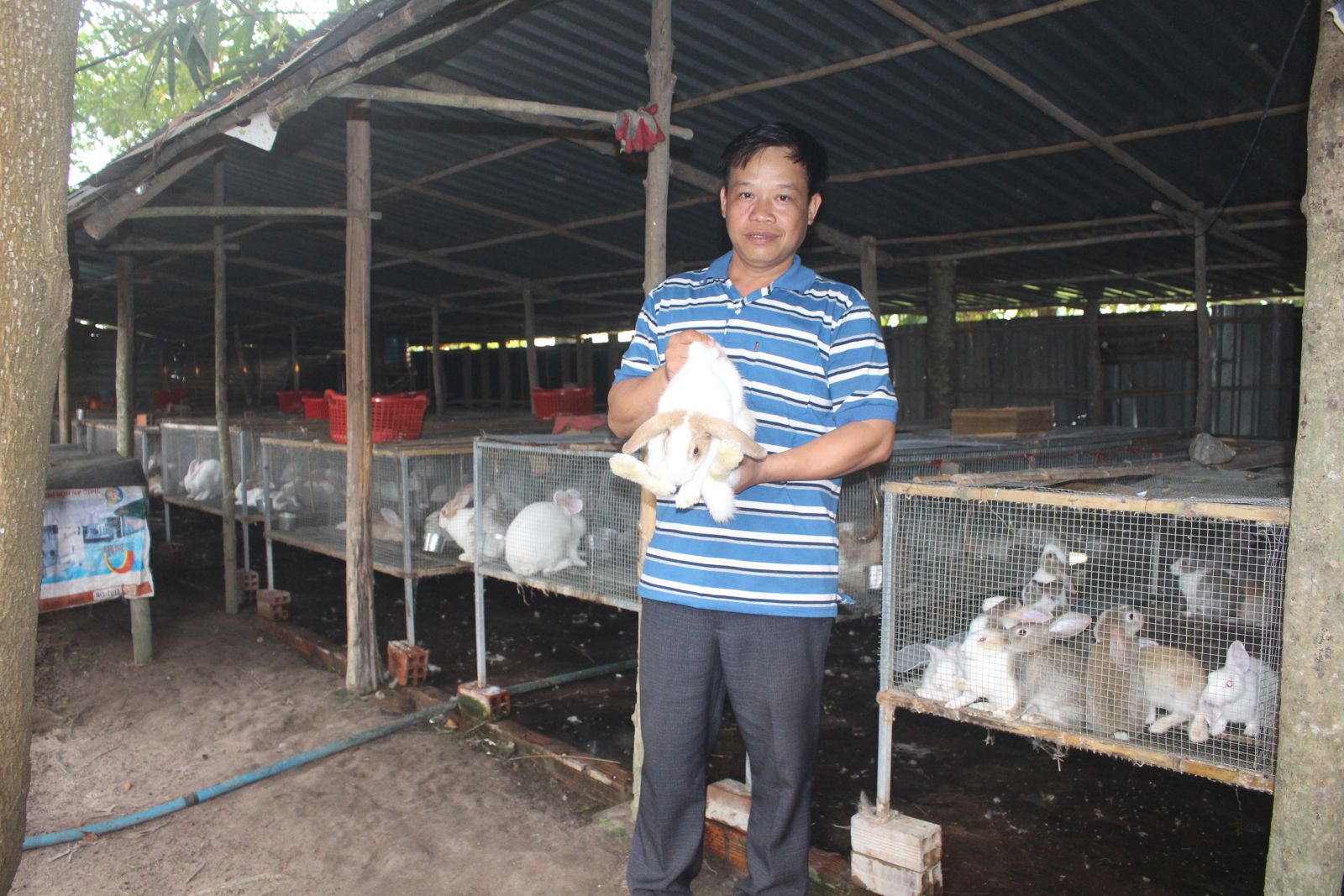 Nuôi thỏ thịt là hướng làm giàu