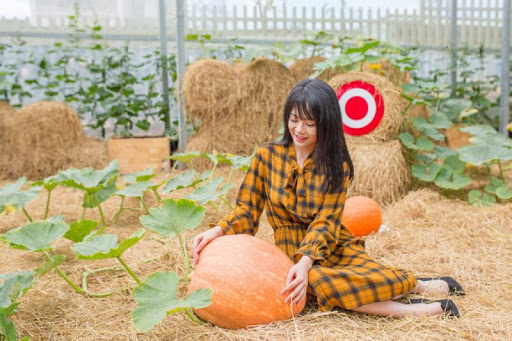 mô hình trang trại bí ngô