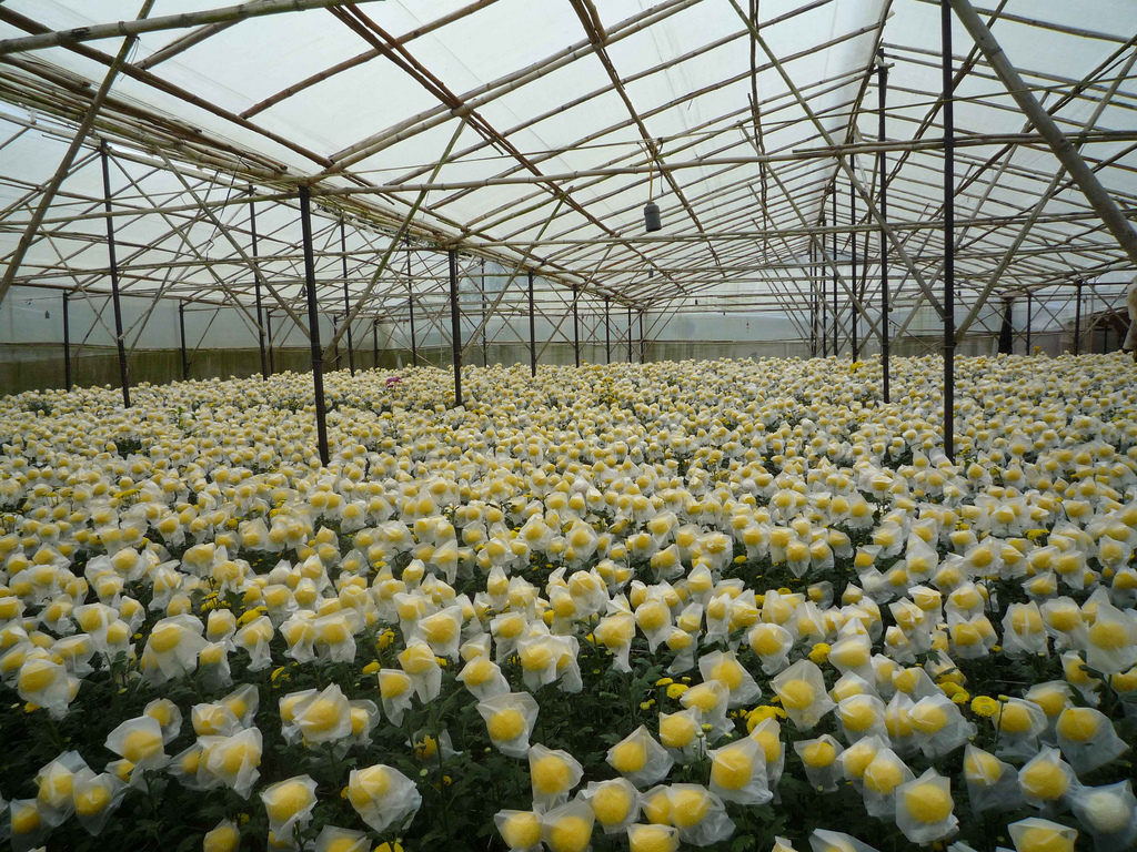 trang trại hoa Lang Biang với nhiều loài hoa đẹp