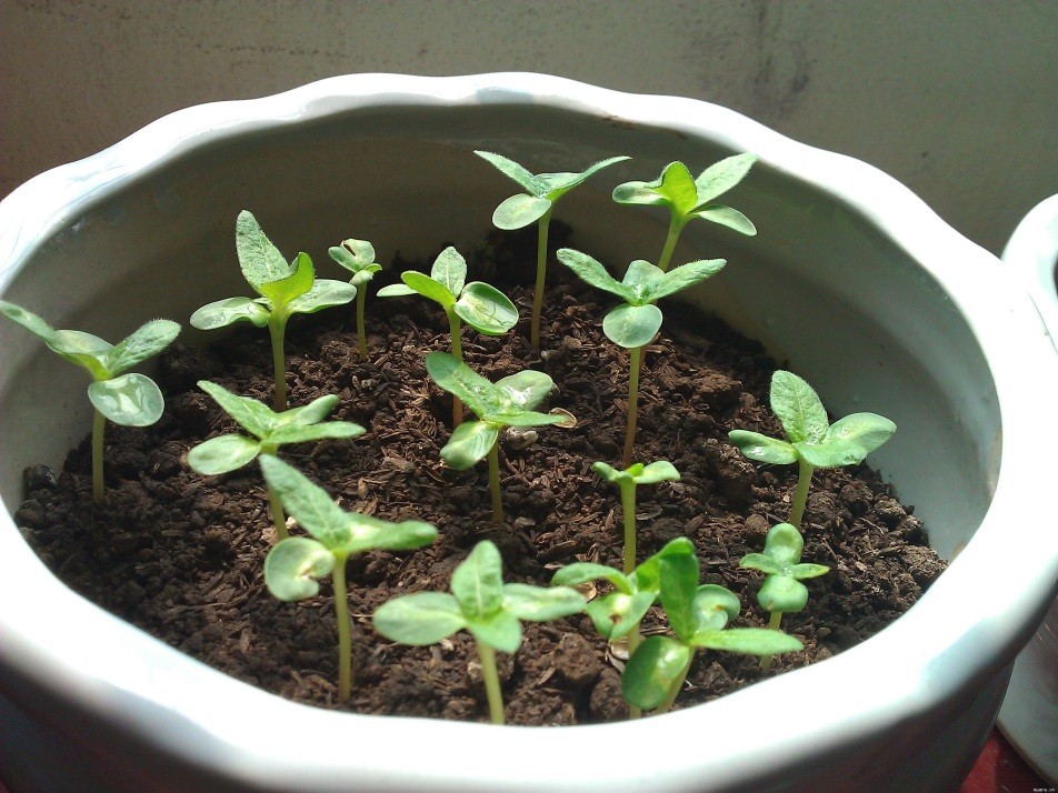 Trồng cẩm tú cầu dễ hay khó?