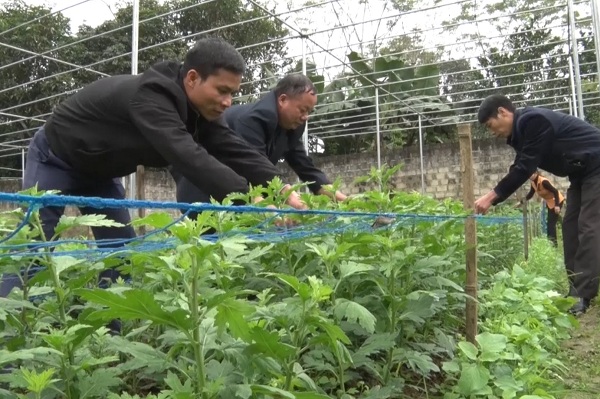 Trồng hoa cúc trong nhà lưới