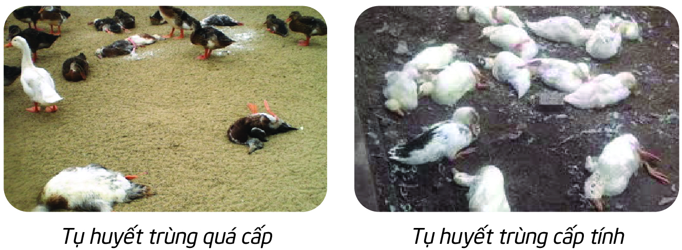 Các bệnh thường gặp ở Vịt 