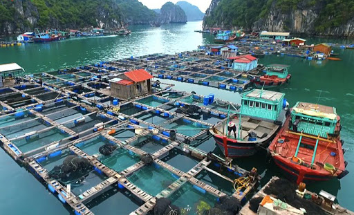 Nuôi trồng thủy sản công nghệ 4.0