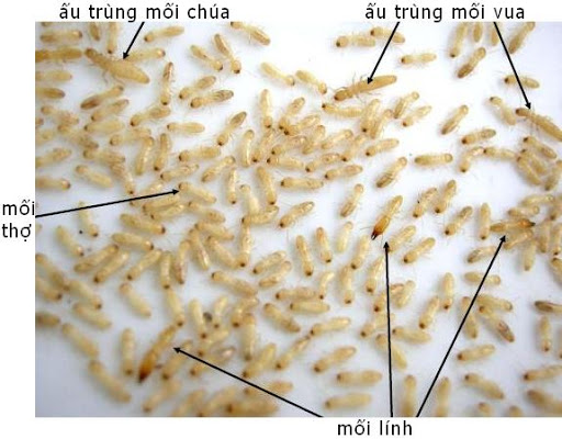 Mô hình nuôi mối không khó