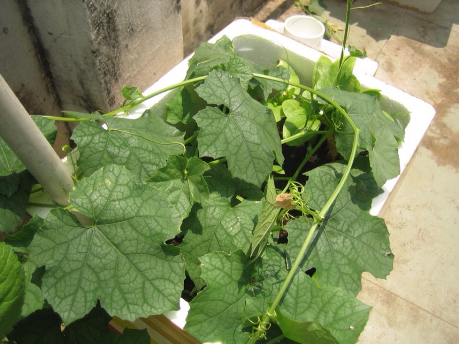 cây mướp đã được uốn