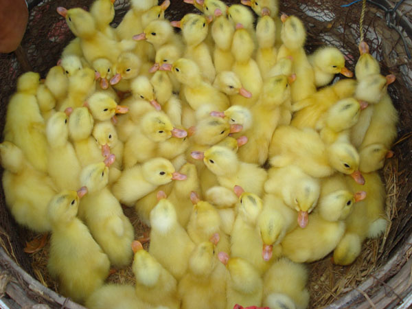 xây dưng mô hình nuôi vịt siêu nạc