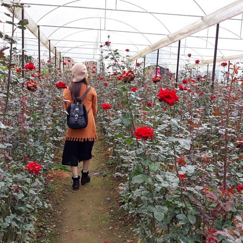 Áp dụng mô hình trồng hoa hồng trong nhà kính