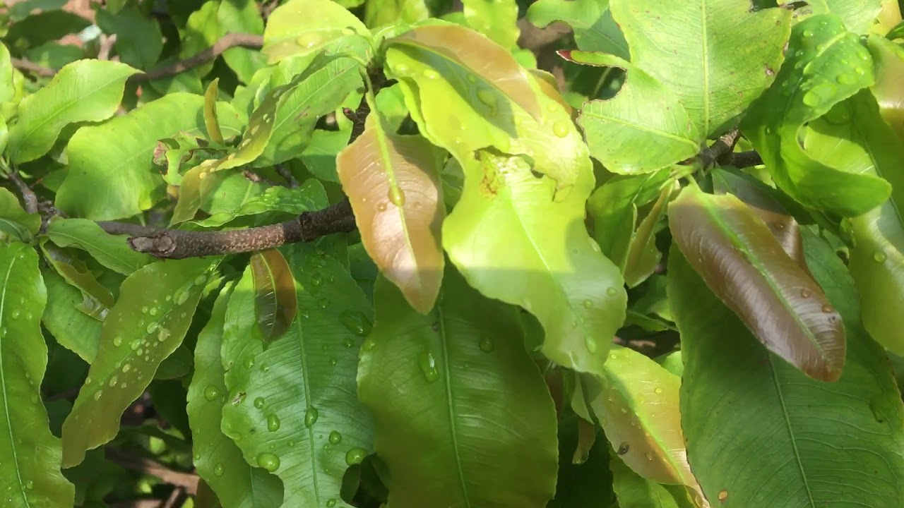 Cách chăm sóc mai vàng từ tháng 1 đến tháng 6 âm lịch