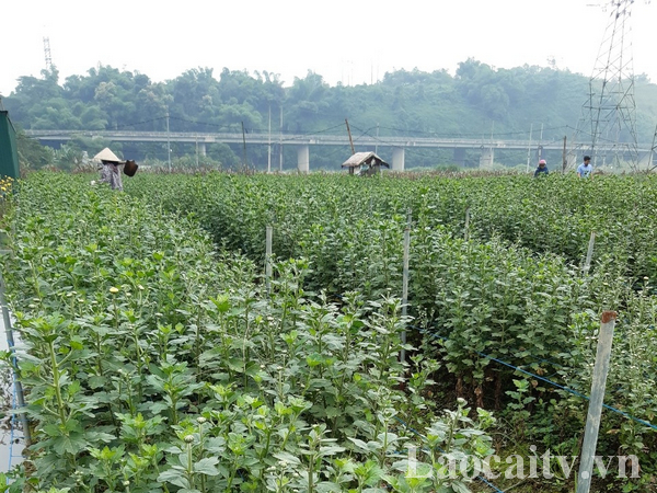 Vườn cúc trồng theo mô hình trồng hoa cúc đại đóa Flamir