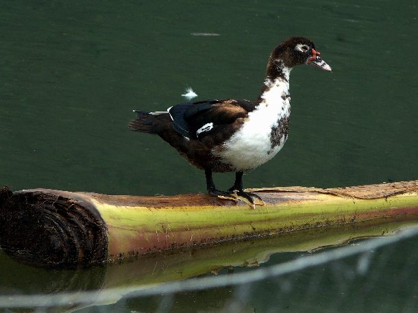 Kỹ thuật nuôi vịt xiêm