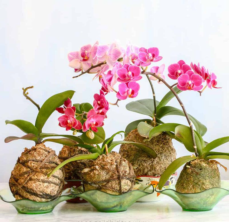 Xơ dừa trồng cây