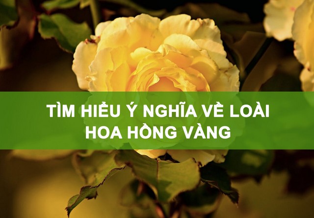 Bạn đã thực sự hiểu rõ về ý nghĩa hoa hồng vàng?